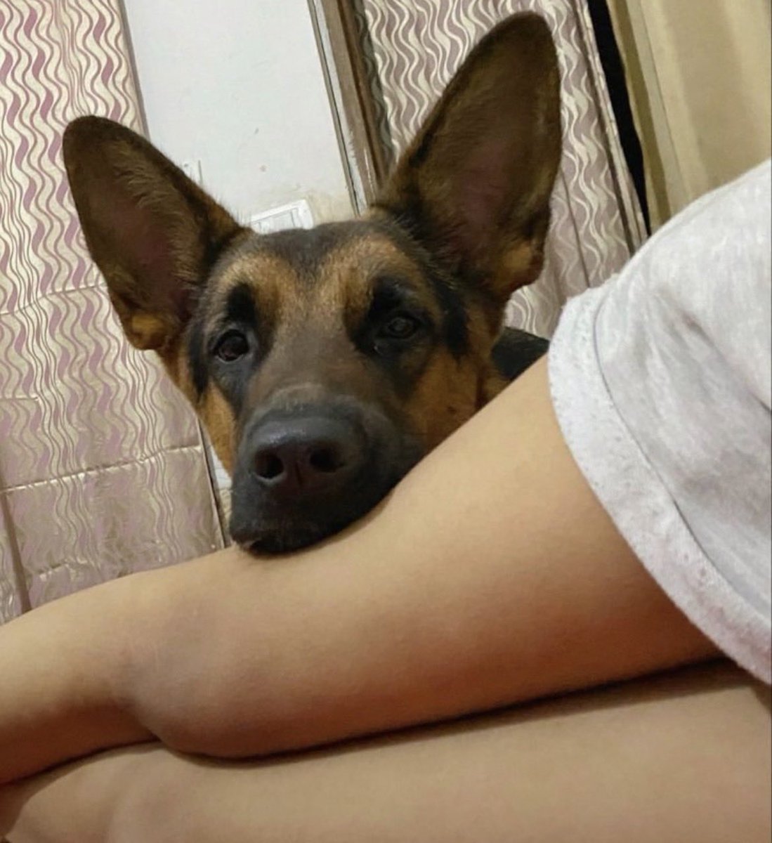 beyzademirel4's tweet photo. This is the gentle side.
Private is pure dog-knotting deep, locked, and messy.
Link in bio
#dogs #K9 #USA https://t.co/uG6Jng0Qtz