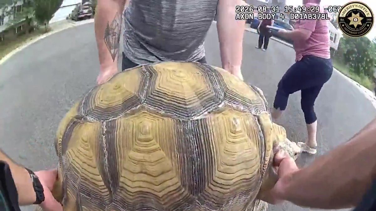 KDVR's tweet photo. 'World's slowest escape': Officer helps wandering tortoise return home in Littleton https://t.co/eArC8BJkVk