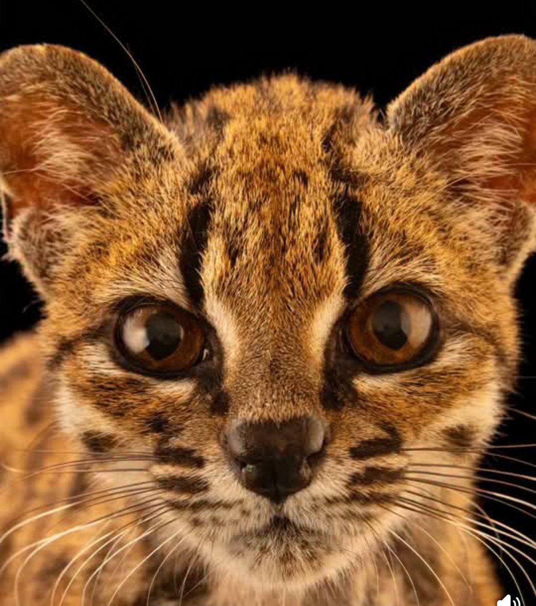 MarZel65's tweet photo. Me fascina esta foto del tilcayo de Joel Sartore. Este gran fotógrafo de la biodiversidad boliviana incluso contrajo leishmaniasis, felizmente curada, en 1999, cuando logró las hermosas fotografías de la bella edición de National Geographic sobre el Madidi. ¡Gran trabajo, Joel! https://t.co/lbRbyVGNa6