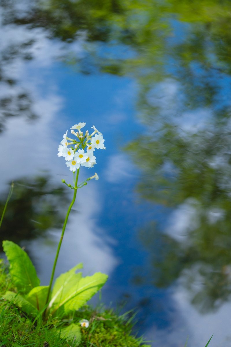 ikebanadoctor's tweet photo. 🌿 水に空が映っていて、その上に白い花が一本立っていました。風はほとんどなく、雲だけが流れていきます。

🌿 The sky was in the water, and one white flower stood above it. There was almost no wind; only the clouds moved.

#奥日光 #japanphotography https://t.co/hlNhJox803