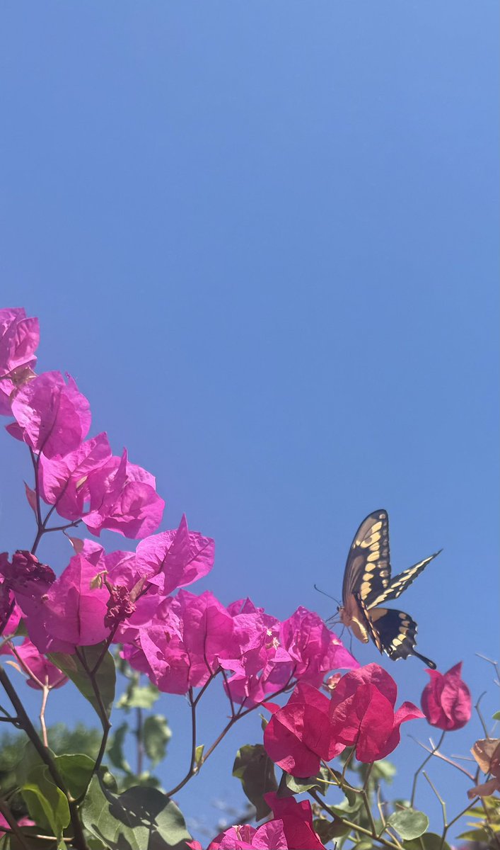 susann963's tweet photo. … and of course there is no Friday without a Flower picture… let’s celebrate FlowerFriday! 🌸 https://t.co/qeyVe18Vxe
