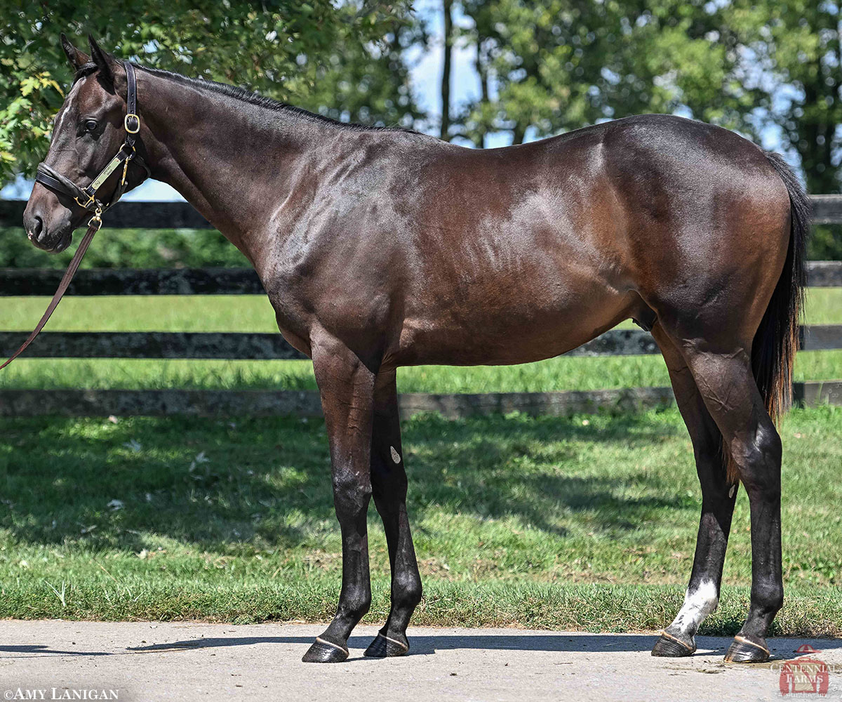 Centennial_Farm's tweet photo. The 2026 Pavilion, LLC is here! Four outstanding individuals, four terrific pedigrees. Learn more and #getinthegame with colts by Upstart, Cody's Wish, Arcangelo, and Liam's Map: https://t.co/RbZOB57Hyk https://t.co/O2MIYvHkEu