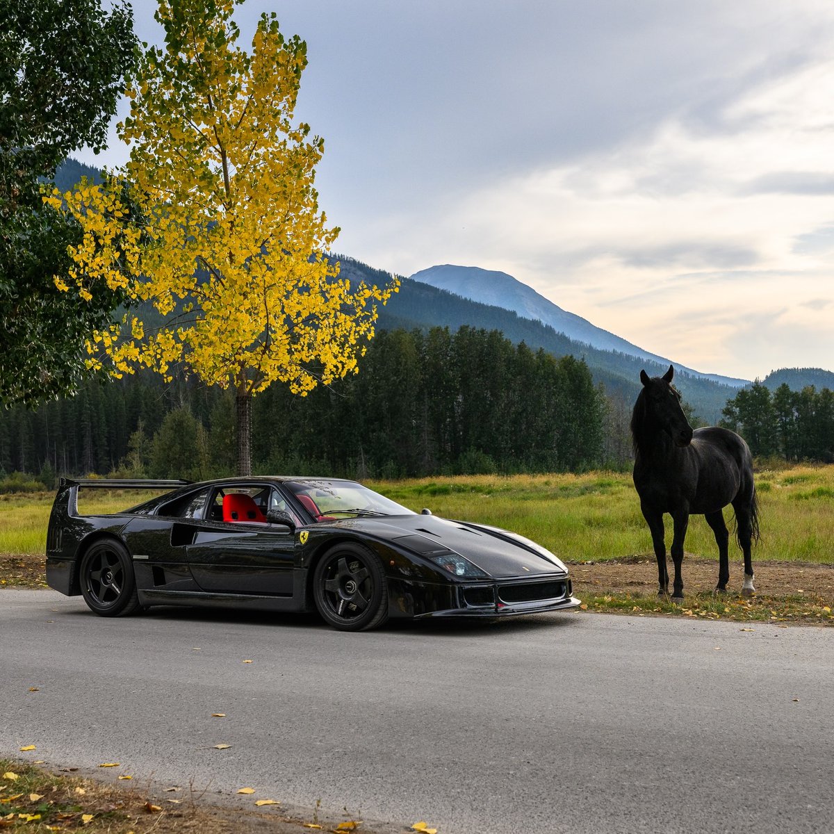 ApexDistrictX's tweet photo. The Prancing Horse🖤 https://t.co/hAhdPk014k