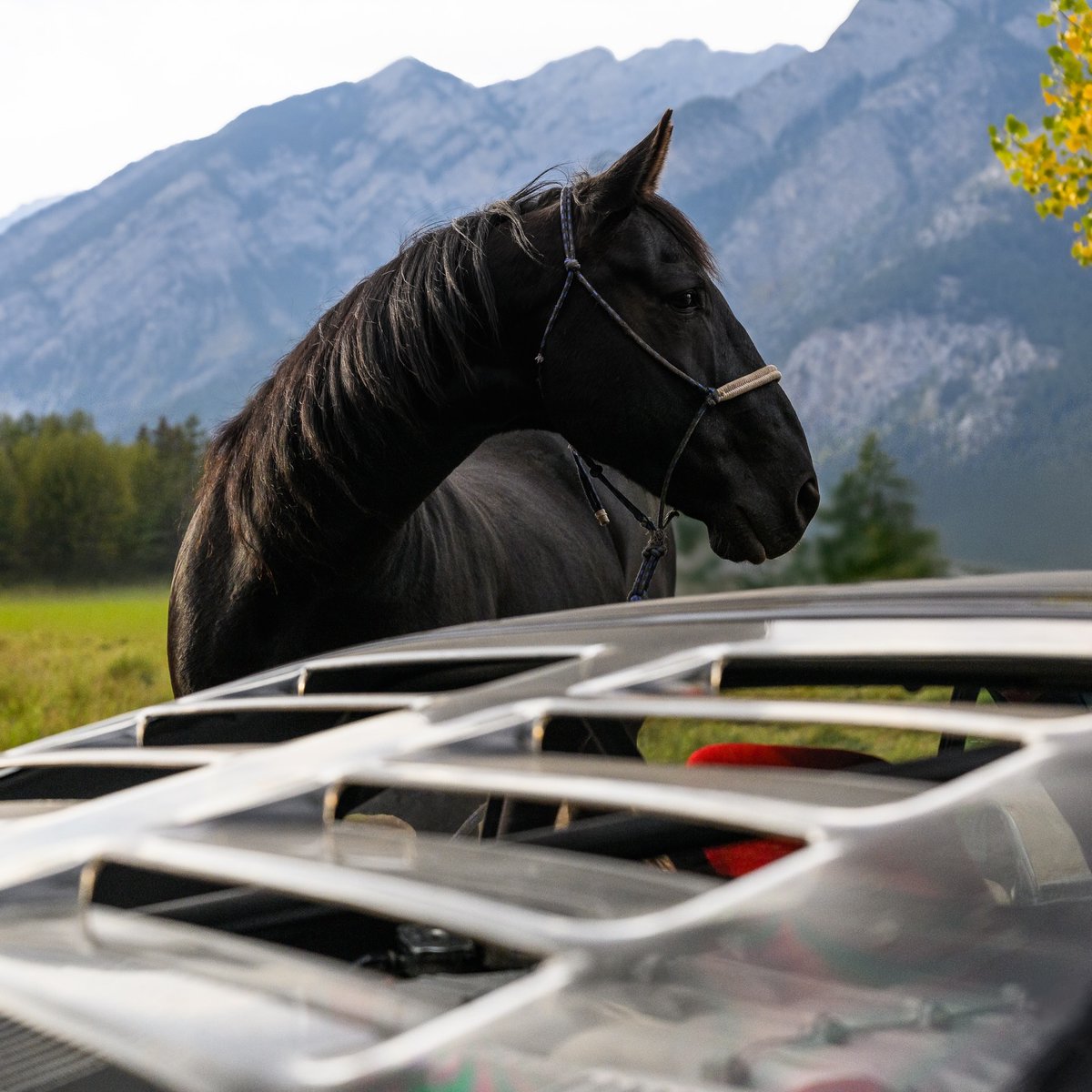 ApexDistrictX's tweet photo. The Prancing Horse🖤 https://t.co/hAhdPk014k
