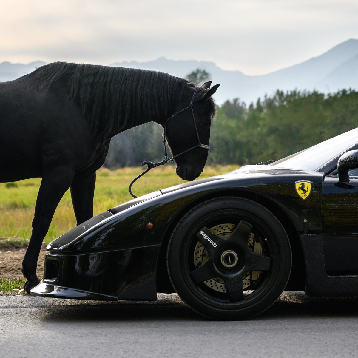 ApexDistrictX's tweet photo. The Prancing Horse🖤 https://t.co/hAhdPk014k