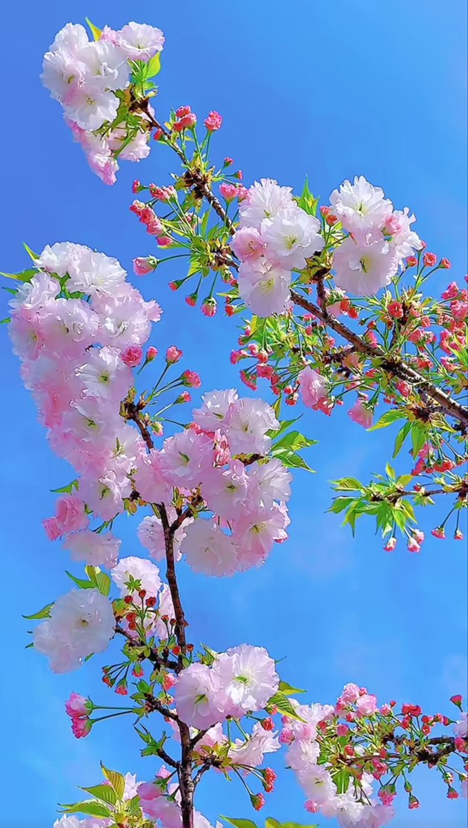 DianHumstos2n's tweet photo. Sunshine, fresh breeze, and blooming flowers – today’s spring is pure magic. ， https://t.co/4ISgtATKIG