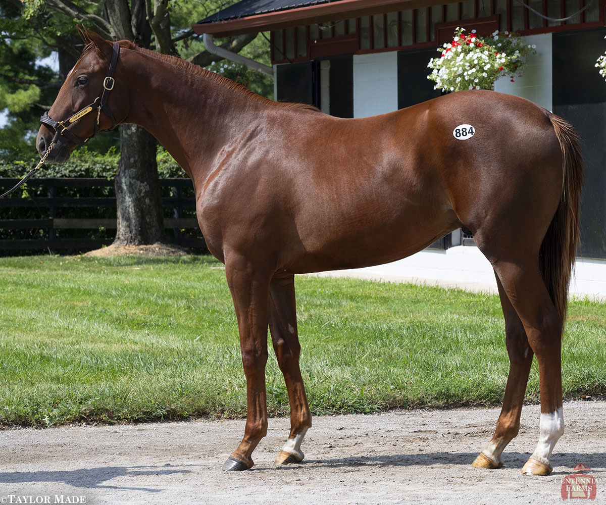 Centennial_Farm's tweet photo. The 2026 Pavilion, LLC is here! Four outstanding individuals, four terrific pedigrees. Learn more and #getinthegame with colts by Upstart, Cody's Wish, Arcangelo, and Liam's Map: https://t.co/RbZOB57Hyk https://t.co/O2MIYvHkEu