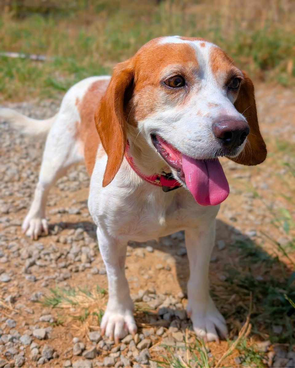 beaglefreedom's tweet photo. ADOPT CARLOS! 🐶❤️ 

This friendly beagle loves cuddles, playtime, and adventures. 

After a difficult past, he’s ready for a forever home full of love and care.

Could it be yours?

📍 Nowata, OK
🐶 8 years old | 27 lbs

Apply: https://t.co/TpkQoIVZAY https://t.co/MaMtfIkQIP