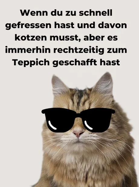StaSiRevival's tweet photo. #Meme #Katzen #Kotze https://t.co/3T8R1FC0GR