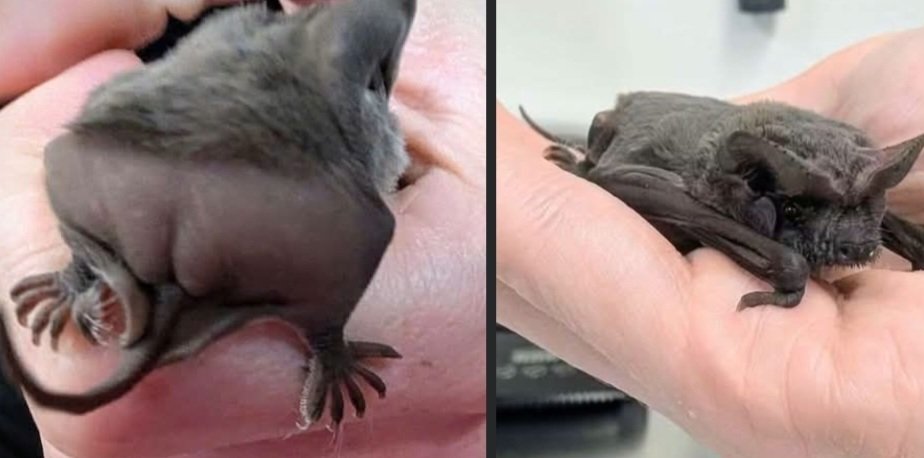 EdithVazqu's tweet photo. Nalguitas de murciélago 🦇
Si yo lo vi, ustedes también.  De nada. https://t.co/KgSuhHeHbp