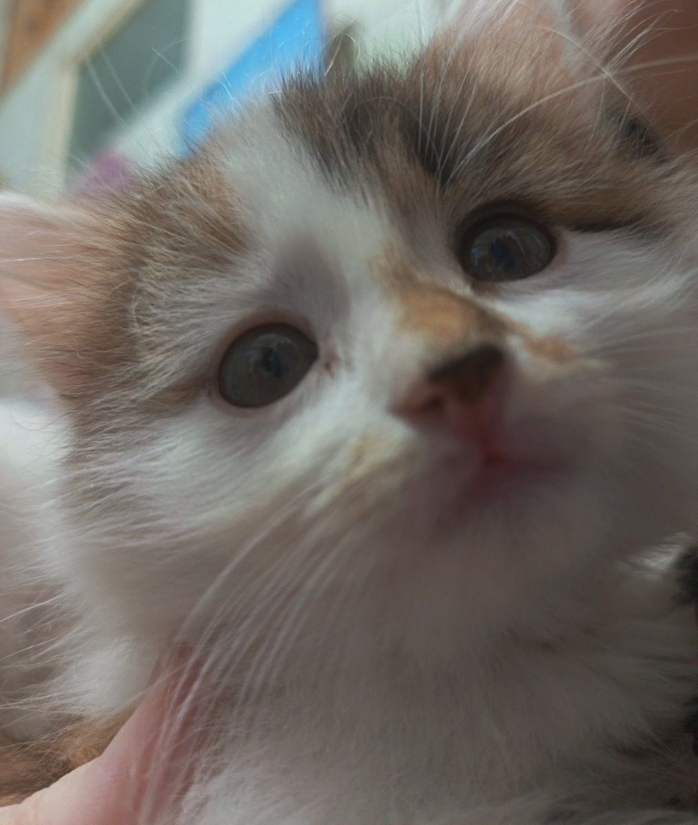 pervquals's tweet photo. have these for now. our new kitties https://t.co/UyrRZ7kr8Z