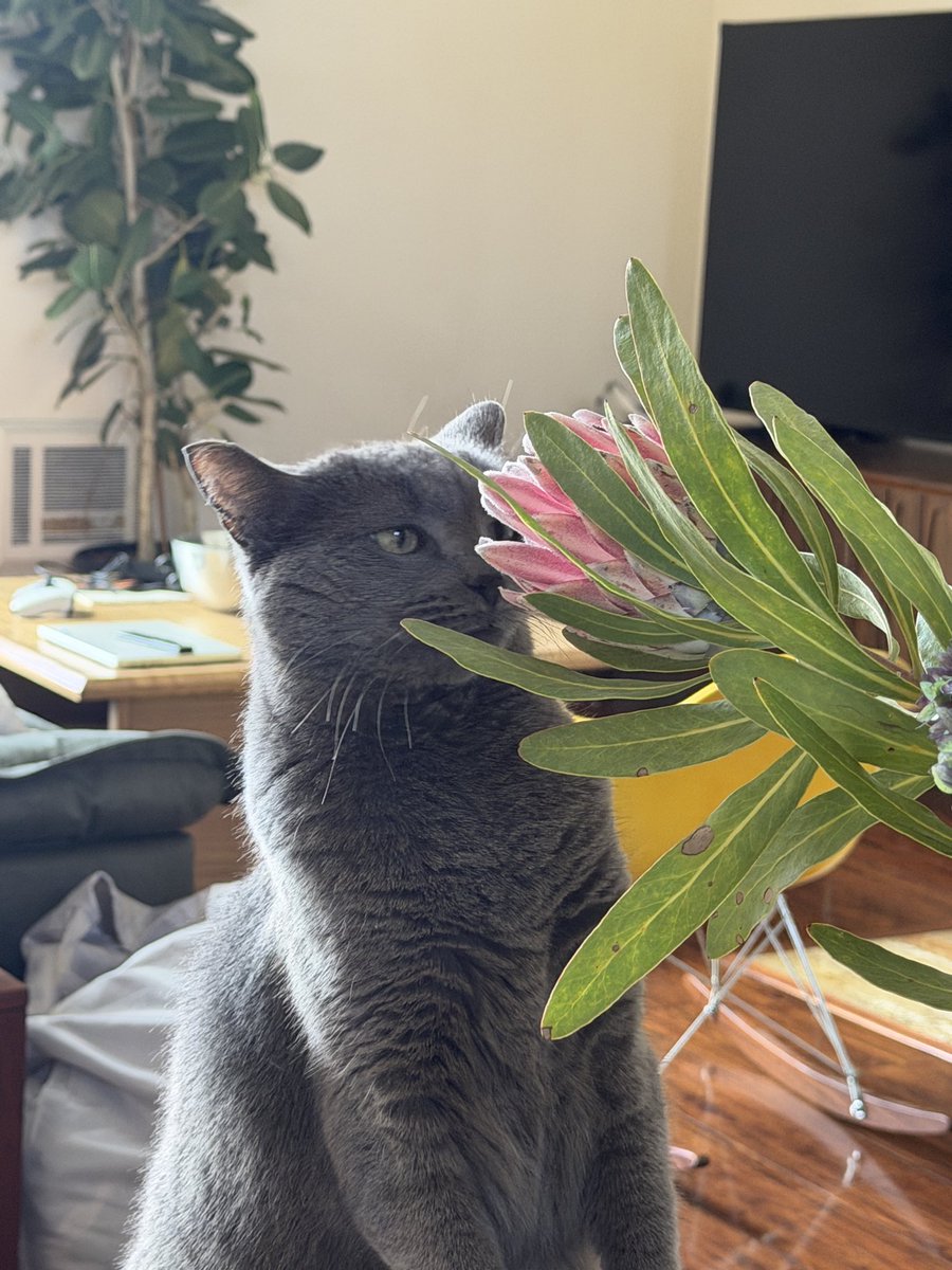 spaghetti_2005's tweet photo. Her morning routine is checking in on all of the plants, these were taken within 10 minutes of each other https://t.co/UHC0MRbm8L