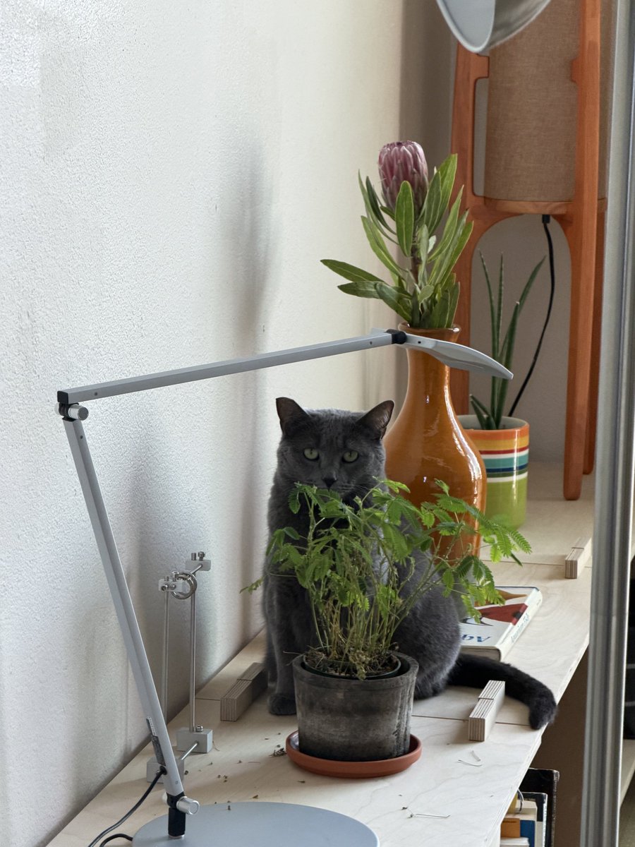 spaghetti_2005's tweet photo. Her morning routine is checking in on all of the plants, these were taken within 10 minutes of each other https://t.co/UHC0MRbm8L