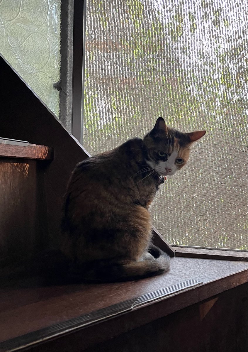 ponrin0830's tweet photo. おはようございます😃
涼しくなってきたね
#猫好きさんと繋がりたい
#猫のいる暮らし https://t.co/ZXvGqTZ2Fk