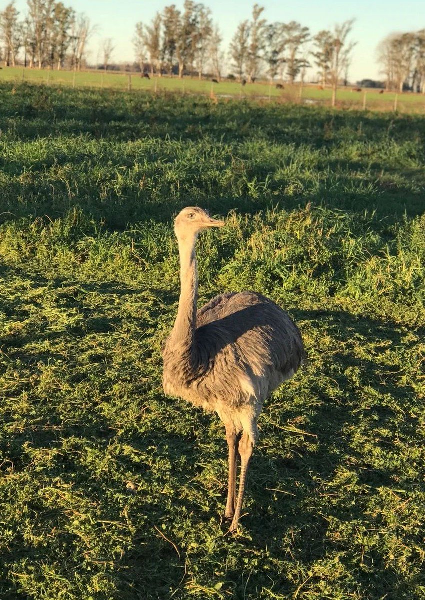 bichoargentum's tweet photo. Noticias aberrantes con nuestra fauna silvestre 🚫

Un ñandú criado desde un huevo terminó muerto a manos de tipos con galgos y un influencer cazó patos protegidos frente al Ministerio de Ambiente.

Lo del ñandú es lo más cruel. Raúl Fleitas, encargado de un campo en La Violeta, Pergamino, crió uno desde un huevo que rescató de un nido abandonado. El bicho era manso. Unos tipos entraron al campo con galgos, lo persiguieron, lo mataron, lo faenaron y lo colgaron de un árbol como trofeo.
La Fiscalía 3 de Pergamino investiga caza furtiva, violación de domicilio e invasión de propiedad privada y ya hubo dos allanamientos en Ramallo.

El otro caso es Milton Fabricio Espeche, influencer de caza, que estuvo meses publicando fotos y videos de patos muertos en la Laguna Setúbal en Santa Fe. Al menos diez especies, siete protegidas. Fuera de temporada, en zona de veda y con armas prohibidas, a dos mil metros del ministerio. Increíble. La causa recién arranca, hay denuncia pública de Ceydas y todavía no hay imputación ni detención.

La fauna no es trofeo, a ver si esta vez hay consecuencias.

Fuente y Fotos: ERA Verde / TN.