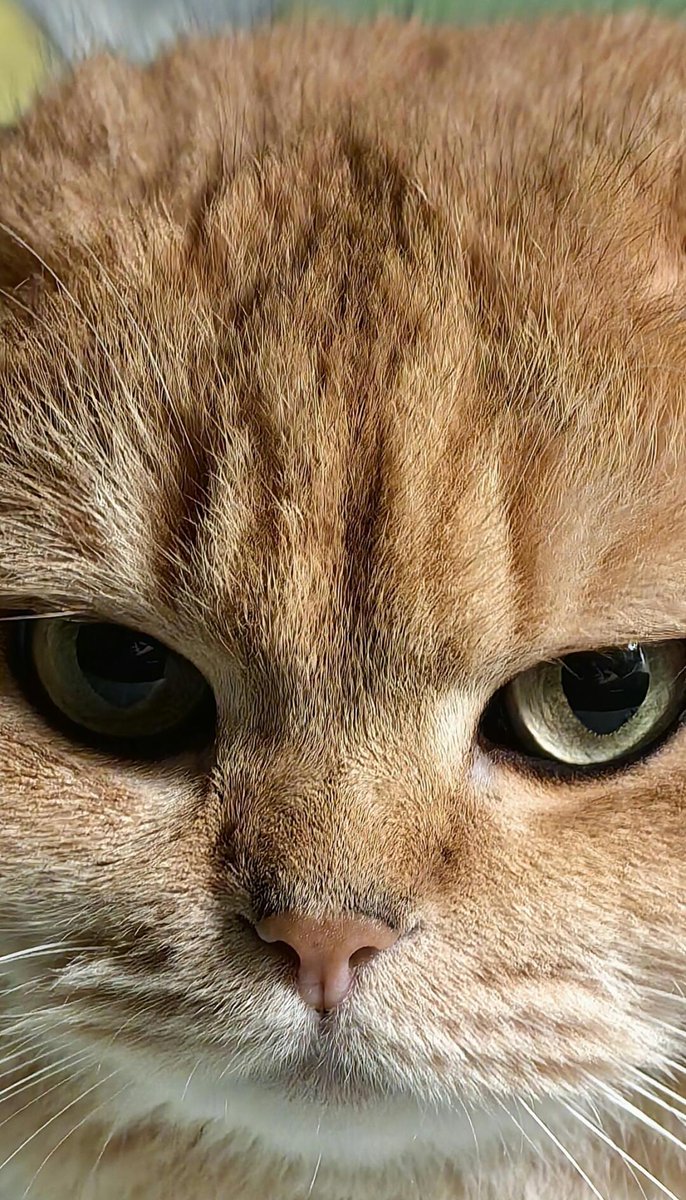 BruceBritslkz's tweet photo. Hoy me encontré una vieja foto que dejó mi abuela, hay un lindo gato barrigón en ella! https://t.co/FBQKns4bJ6