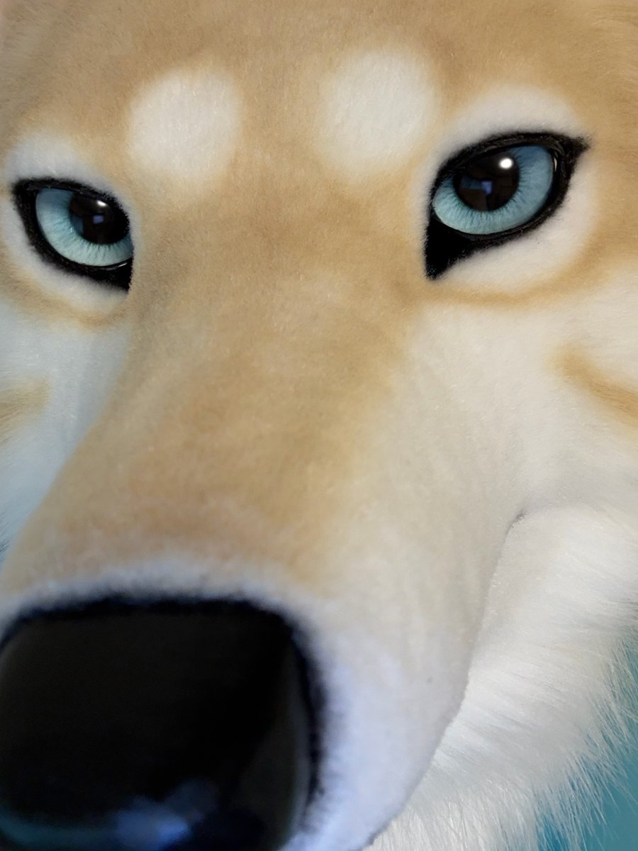 No_Name_0418_88's tweet photo. 🐺🤩✨

#FursuitFriday
#FurticStudio #馬刺しは飲みもの https://t.co/iHnaa7Evhd