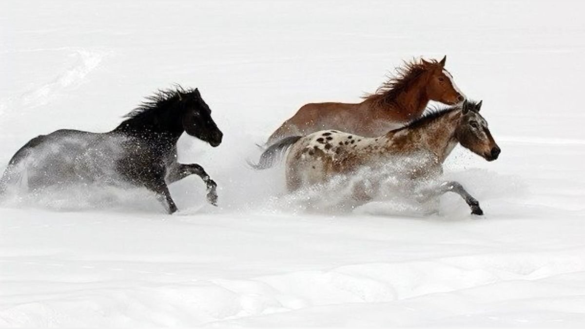 nerdyverz's tweet photo. Horses in the snow https://t.co/clU0y3AILd