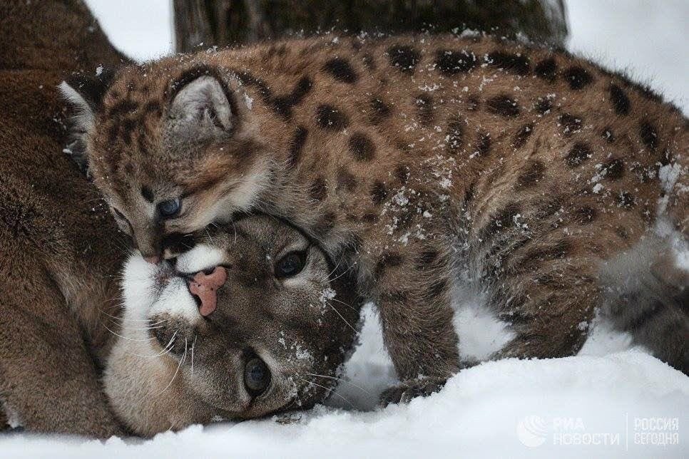nerdyverz's tweet photo. giving mama kisses https://t.co/ZGnH6SA4nb