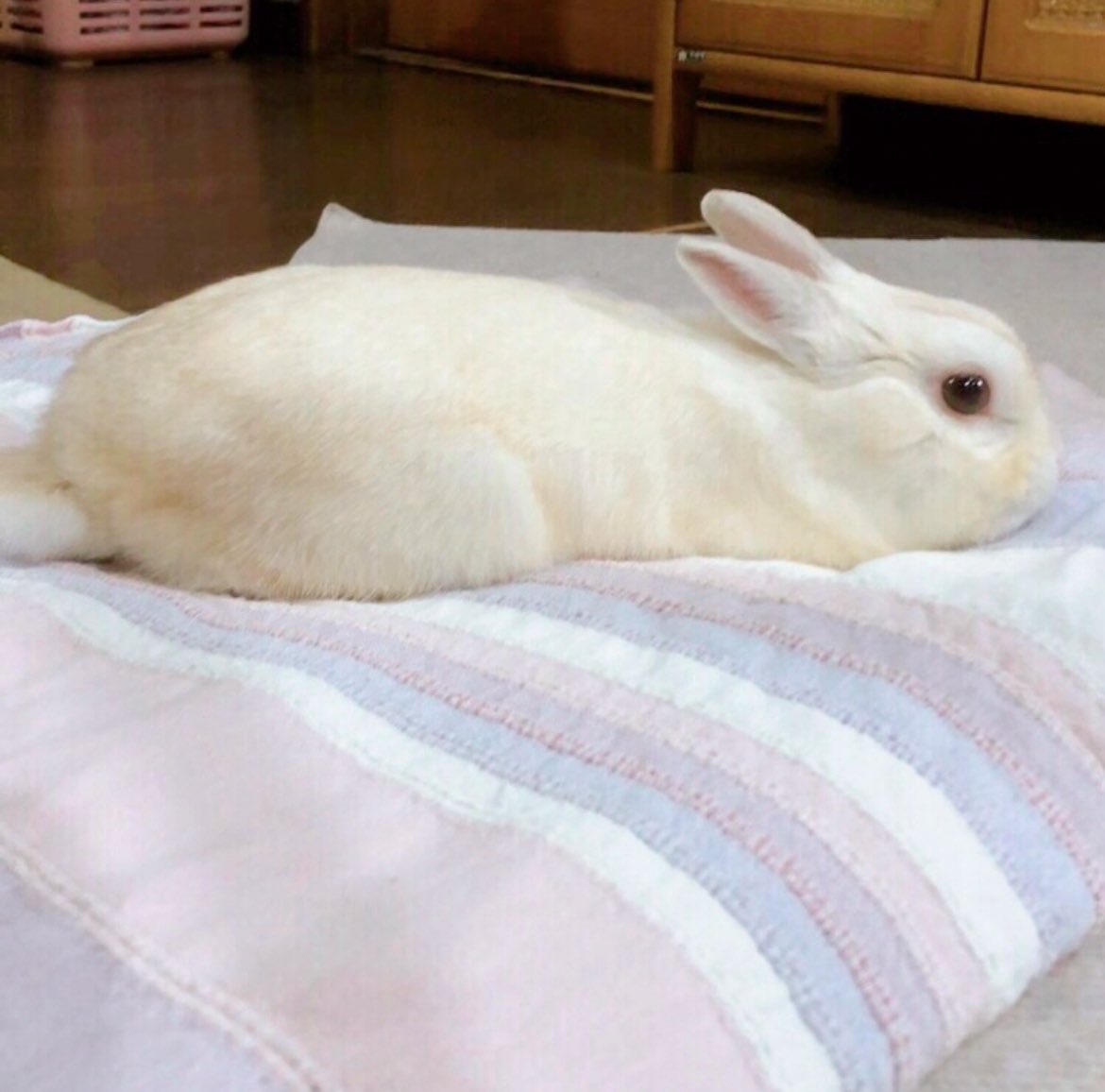 chiyo_ya00's tweet photo. 本日はながめ•ひらためでお送りしております🐰 https://t.co/dgGGhvZaUL