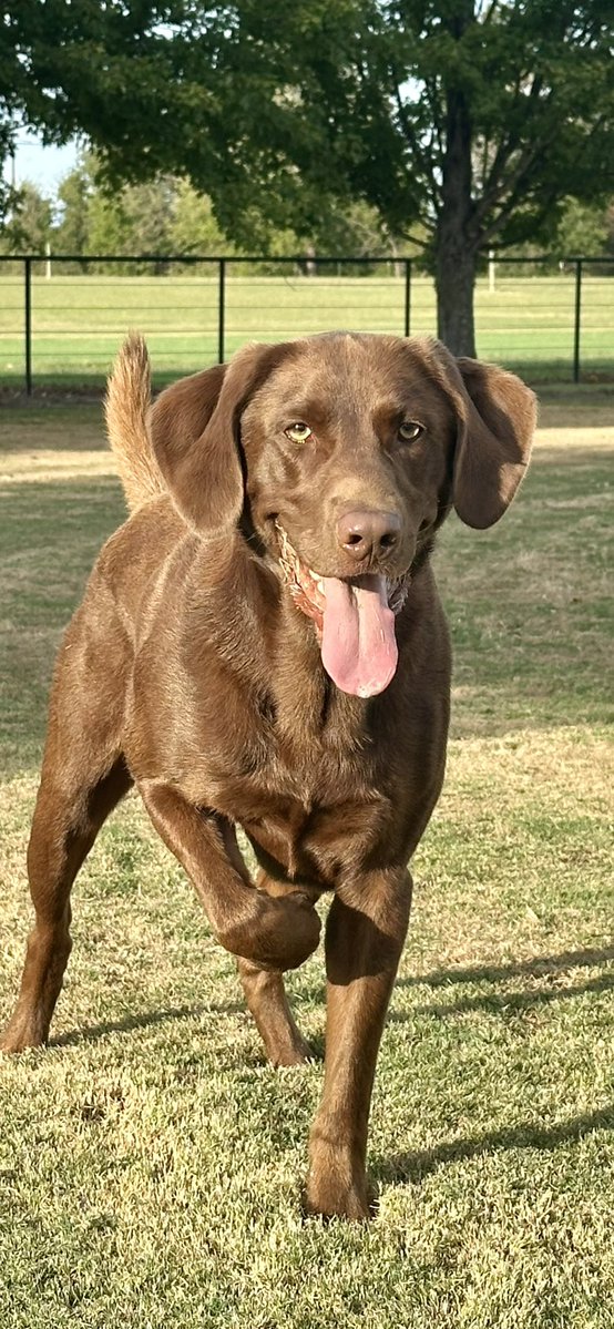 RedneckRiviera's tweet photo. Raise one paw if you are ready to chase birds in the morning!!! https://t.co/XsPqhJIEtB