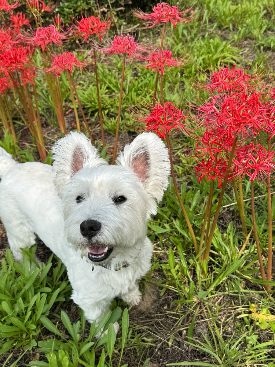 Sirop_Westie's tweet photo. 彼岸花、きれいだの〜🌺
今日は彼岸明けだの。
ボクの家族は中日にお墓参りをして、おはぎをお供え。そのあと、みんなで美味しくいただいてたよ🙏 https://t.co/BUM2Zbm6Od