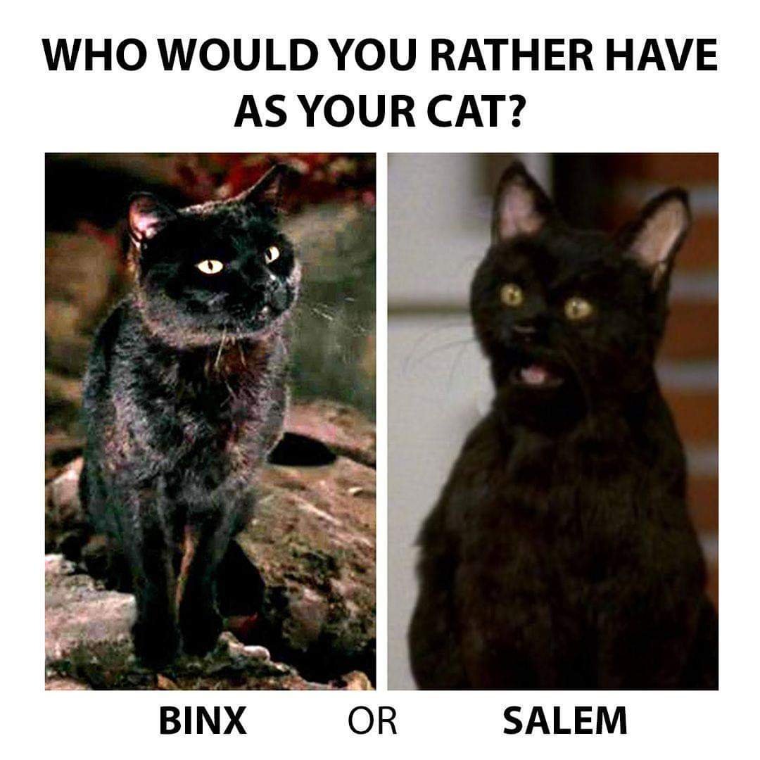 TheGhostHost's tweet photo. A hard choice, Binx or Salem? 🐈‍⬛ https://t.co/ABn4zzqsUr