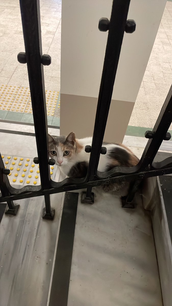 nisagoktp's tweet photo. Hayatımın fazlasıyla yoğun ama çok keyifli bi evresindeyim, ilk mikroskop görüntümü aldım, hocalarımı seviyorum, güzel insanları farkediyorum, bi cuma akşamını sevdiklerimle sevdiğim okulumda açık hava sinemasıyla geçirdim, şükür❤️ https://t.co/y9pSOTNiwu