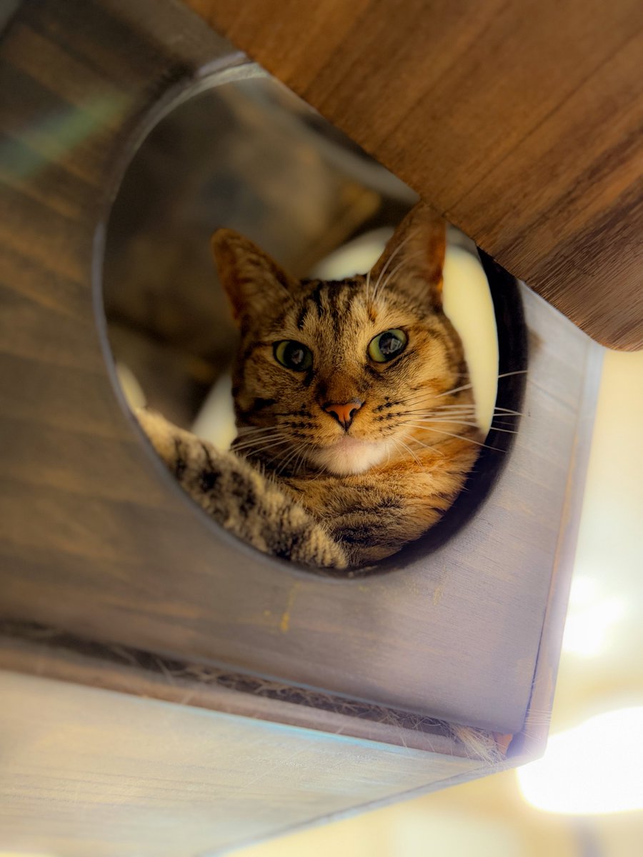 yasootuff's tweet photo. おはようございます🤓

いつも可愛いニナちゃん🐈⸒⸒⸒⸒
優しくて甘え上手！
#保護猫 #猫のいる暮らし
#ほごねこを家族に #NEKOくらぶ
#サビ猫 https://t.co/TyvJfE1HQM