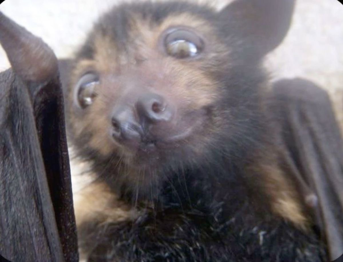 battwting's tweet photo. would you let me into your house? https://t.co/GZDUKK6za5