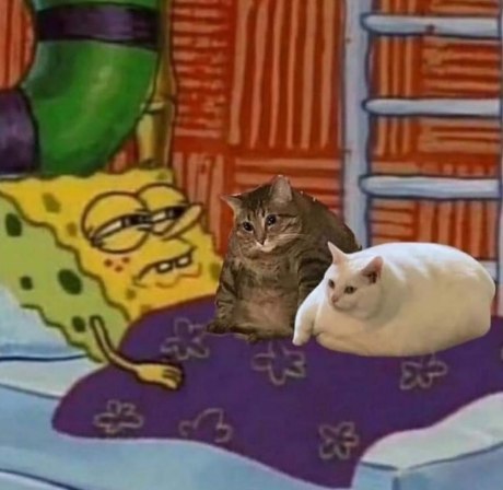 PunchingCat's tweet photo. https://t.co/8gHwNOkkvW