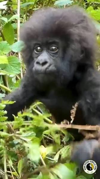 gorilla_tiny's tweet photo. hmm https://t.co/HV9pxp4x6t