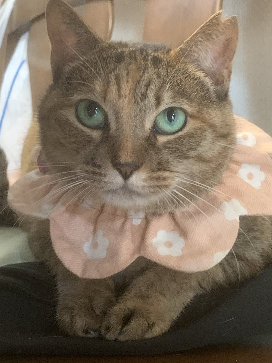 riechan11111's tweet photo. 土アップ祭
参加するにゃん🌸𓈒𓏸𓈒𓐍
𝙶𝚘𝚘𝚍 𝙼𝚘𝚛𝚗𝚒𝚗𝚐🍳◌.。
夕べは綺麗なお月様が
見れたのにまた雨…☔
⊹ ࣪˖ ┈ ┈ ˖ ࣪⊹ ┈ ┈ ⊹ ࣪˖ ┈ ┈ ˖ ࣪⊹ https://t.co/X5pv4ojKNL