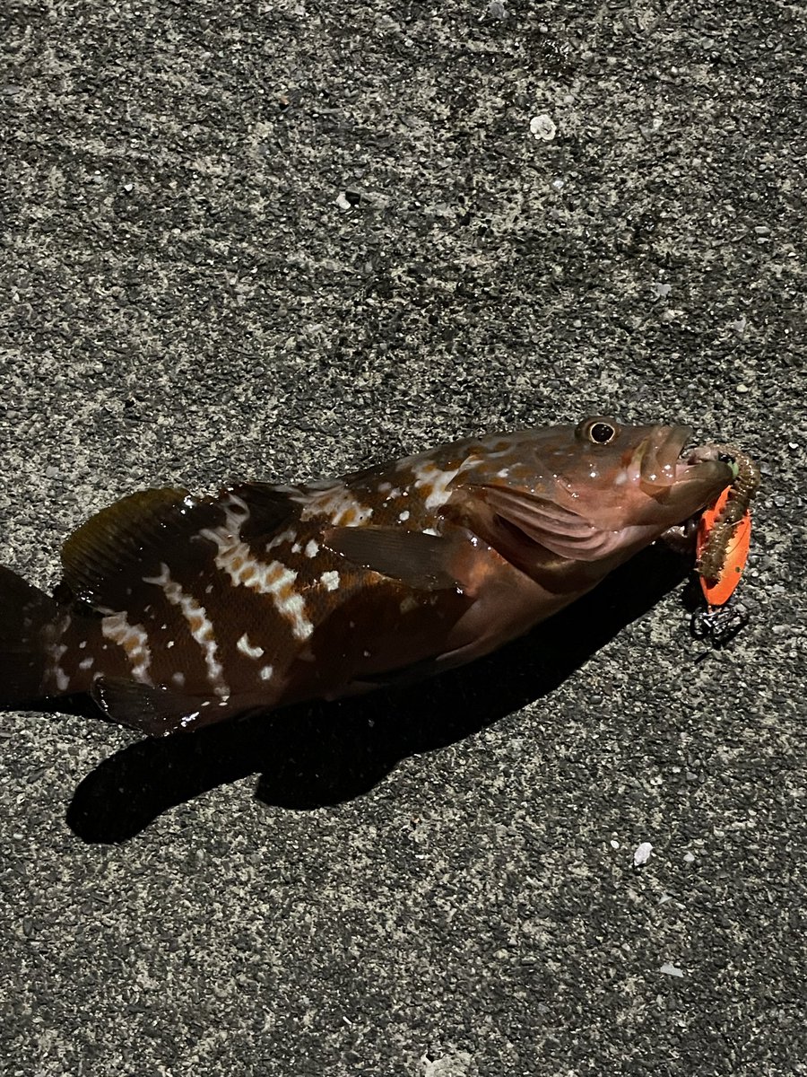 L1cxk's tweet photo. 昨日の釣りでキジハタ釣れた🎣
太平洋側にいるのが珍しいらしい
成長を願ってリリースした https://t.co/89RitFc9EQ