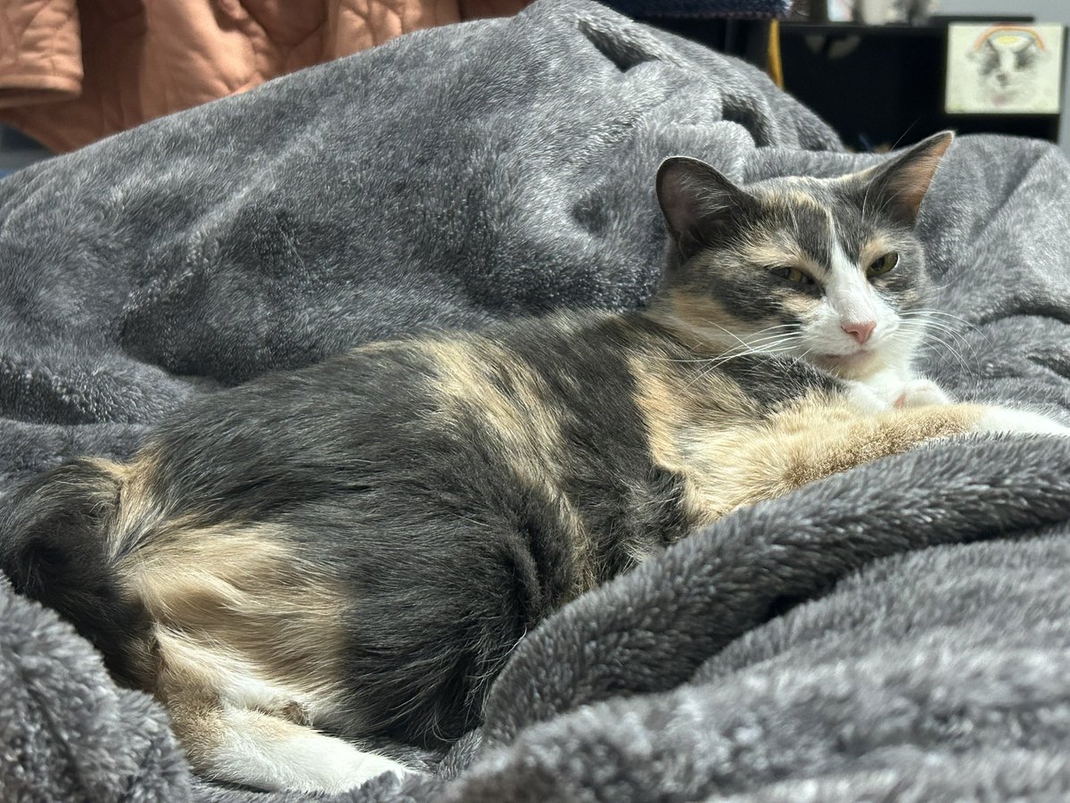 oreoeocat's tweet photo. https://t.co/kP4ydgczye