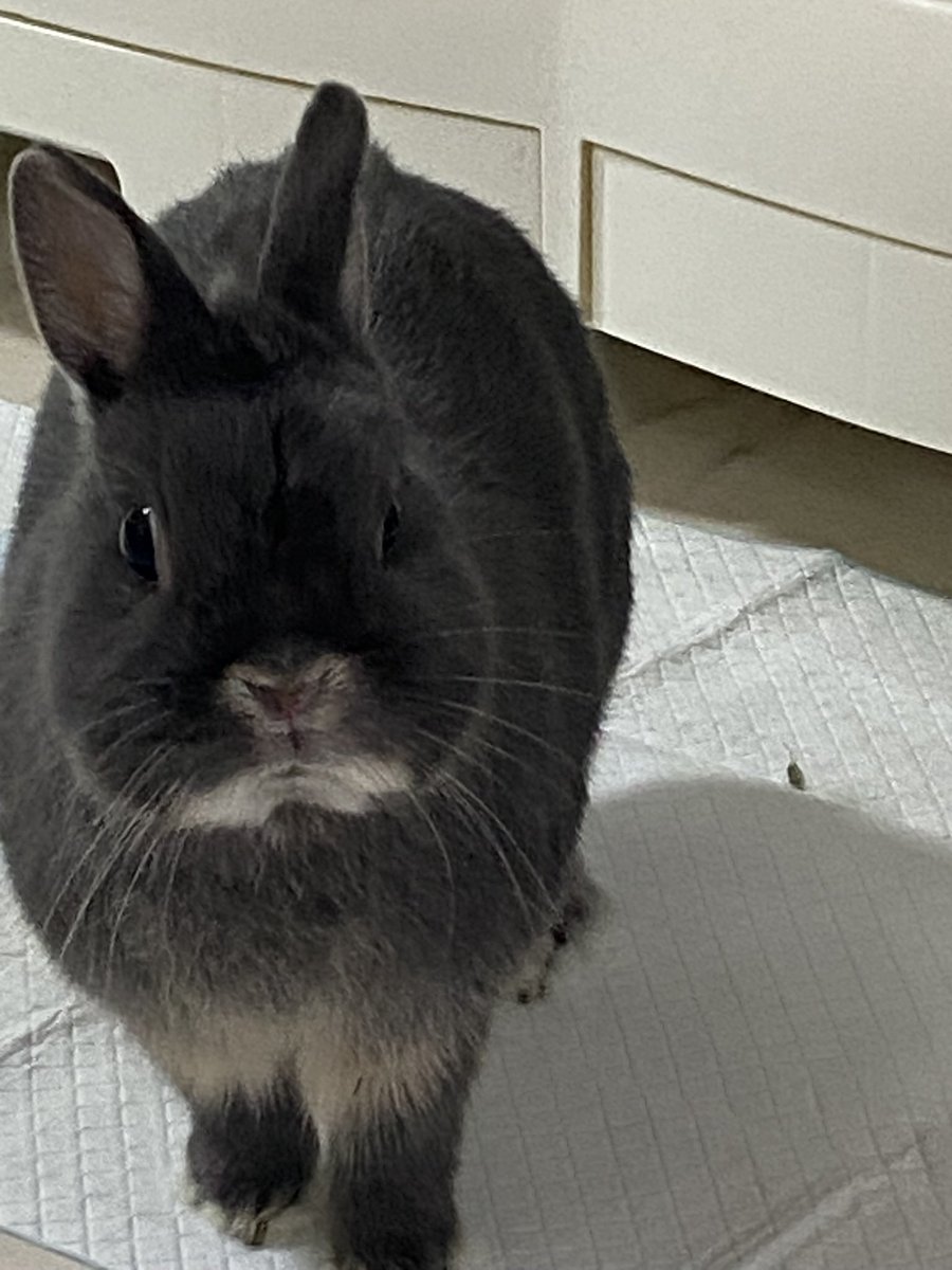 sAlxhDABL9RFOy6's tweet photo. 🐰👸おはよう🩷
何か訴えられているような、、、オヤツ？
ダメよー

🐰(ﾟ⊿ﾟ)ｹｯ https://t.co/dcqlPQ5ZPY