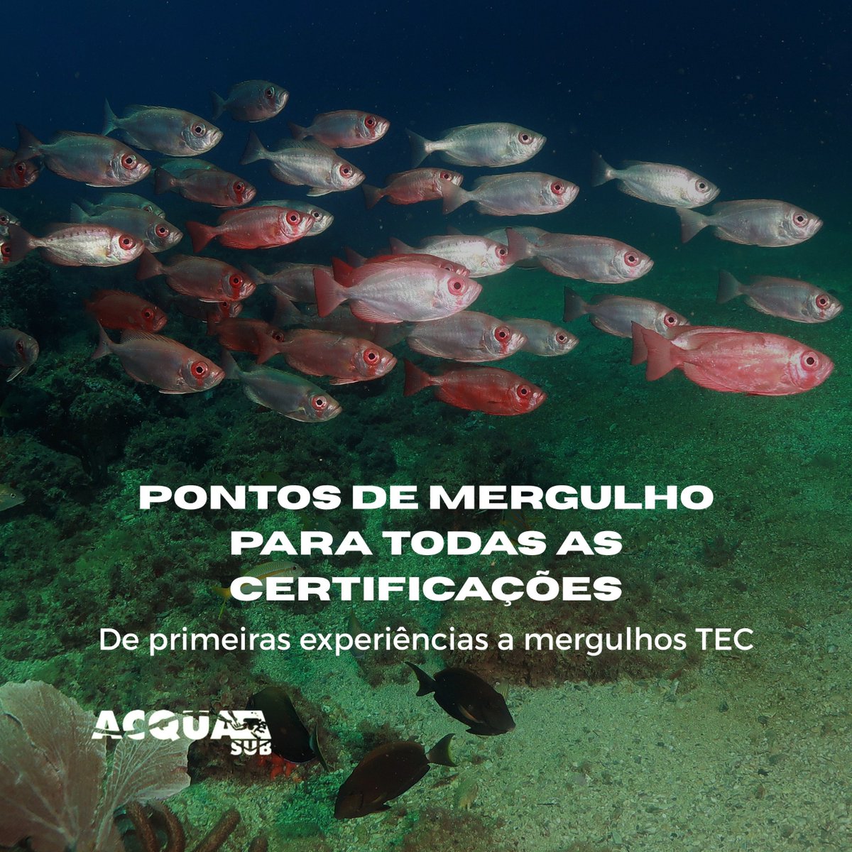 AcquaSub tweet picture