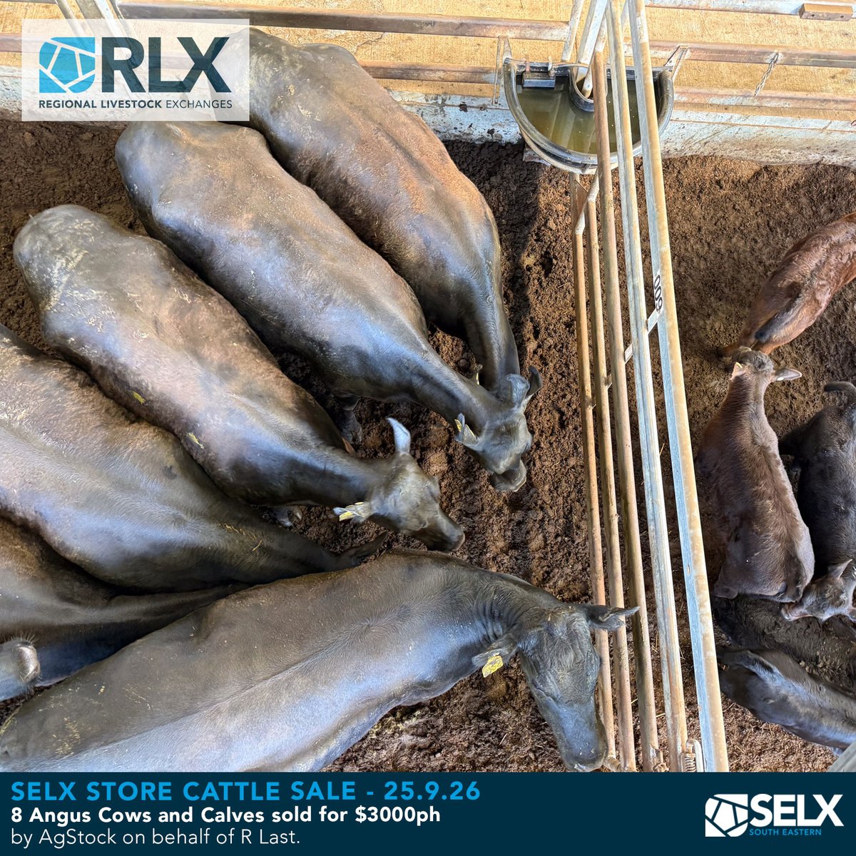 SELXNSW's tweet photo. Sale Photos - detailed market report @ https://t.co/Aj3bxl1zVv
Monthly Store Cattle Sale, 25 September 2026
Bought to you by Livestock Solutions With Zoetis
#SELX #RLX #hammertime #cattle #AussieBeef #livestock #saleyards #beef #heifers #weaners #steers #cowsandcalves https://t.co/Lqvf3vNbPt