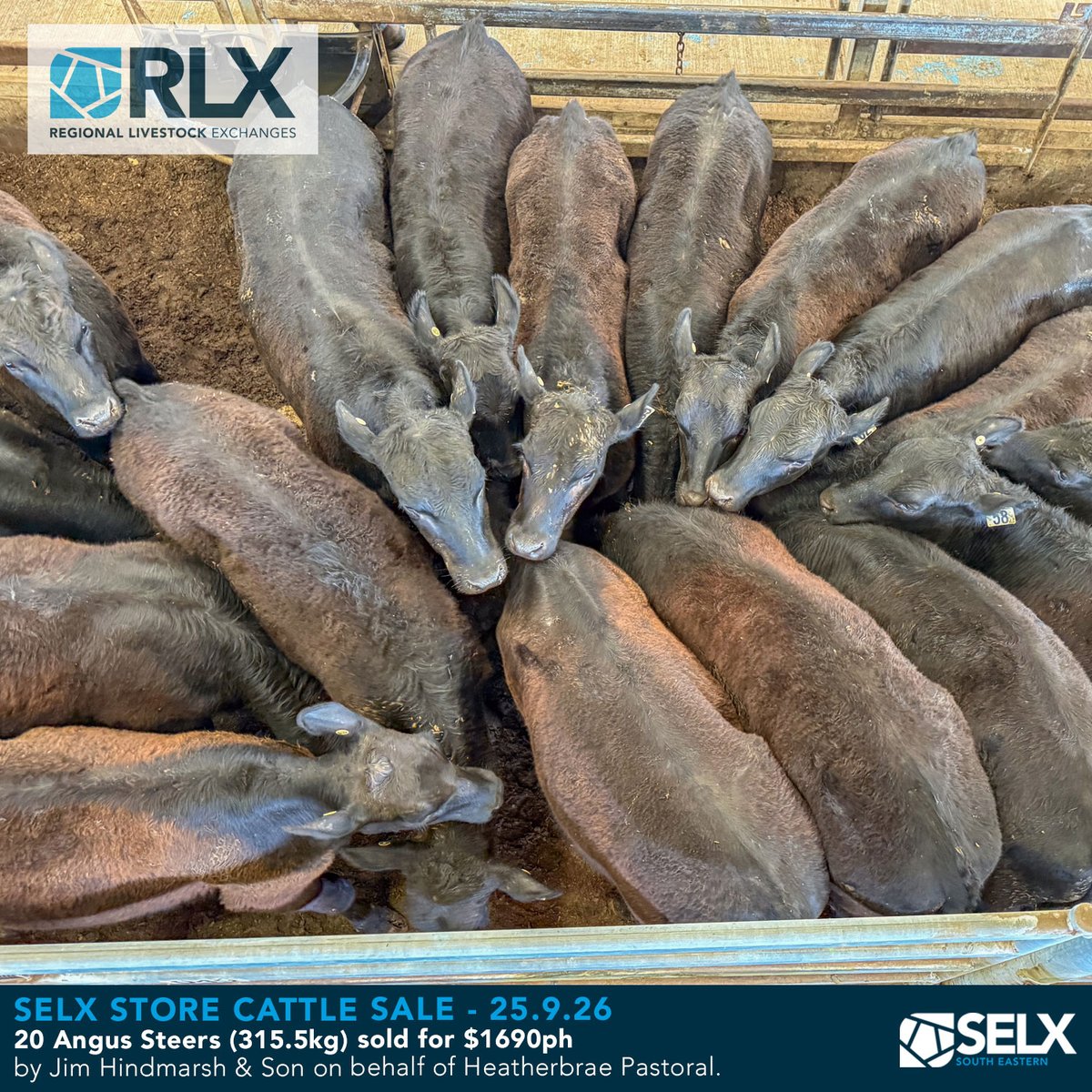 SELXNSW's tweet photo. Sale Photos - detailed market report @ https://t.co/Aj3bxl1zVv
Monthly Store Cattle Sale, 25 September 2026
Bought to you by Livestock Solutions With Zoetis
#SELX #RLX #hammertime #cattle #AussieBeef #livestock #saleyards #beef #heifers #weaners #steers #cowsandcalves https://t.co/Lqvf3vNbPt