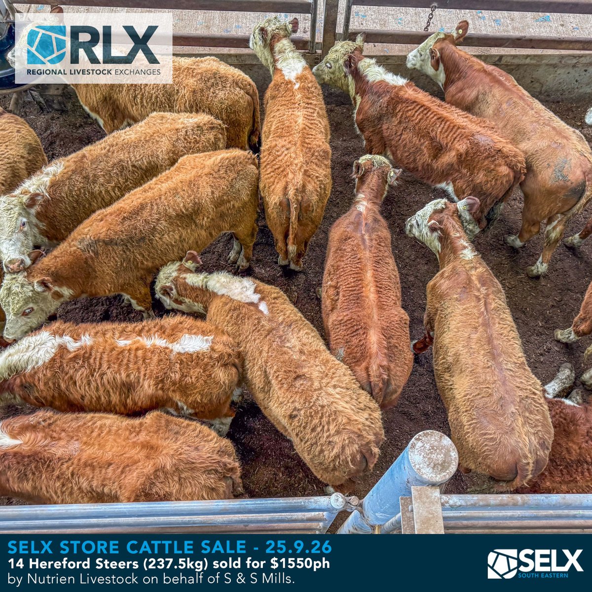 SELXNSW's tweet photo. Sale Photos - detailed market report @ https://t.co/Aj3bxl1zVv
Monthly Store Cattle Sale, 25 September 2026
Bought to you by Livestock Solutions With Zoetis
#SELX #RLX #hammertime #cattle #AussieBeef #livestock #saleyards #beef #heifers #weaners #steers #cowsandcalves https://t.co/Lqvf3vNbPt