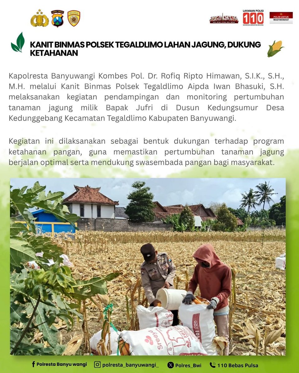 pidhumas1944's tweet photo. Bhasuki, S.H. melaksanakan kegiatan pendampingan dan monitoring pertumbuhan tanaman jagung milik Bapak Jufri di Dusun Kedungsumur Desa Kedunggebang Kecamatan Tegaldlimo Kabupaten Banyuwangi. https://t.co/NfoXEikezB