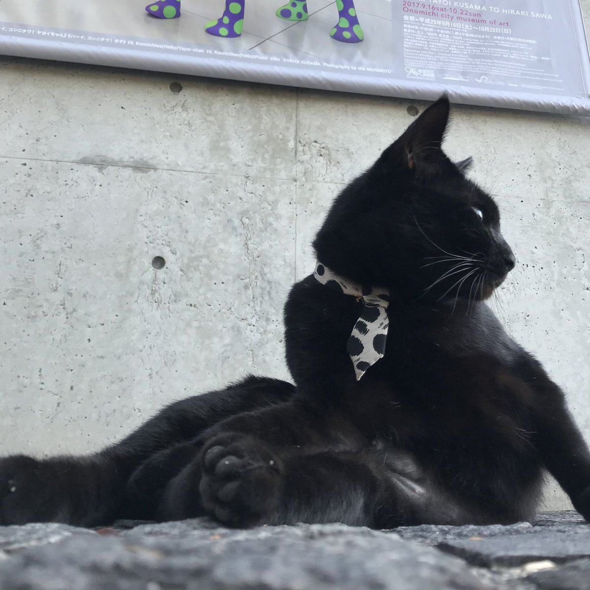 bijutsu1's tweet photo. 時をかける猫ねこ181"Cats Who Leapt Through Time" (20170926) 

『お洒落🐈‍⬛stylish』ちょうど 9年前🎨ケンちゃんの首輪は飼い主さんお手製でしニャ。#尾道市立美術館 #尾道 #猫 https://t.co/X2b7RVSBVV