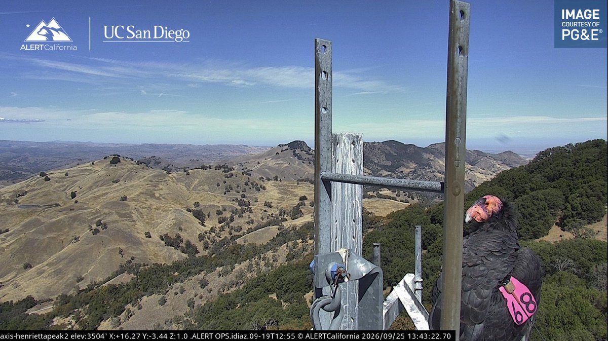 ALERTCalifornia's tweet photo. The Central CA Flock male California condor with pink tag #68 has been roosting on the Henrietta Peak 2 camera earlier this afternoon. Check to see if he's back or run the time-lapse at: https://t.co/uGN9sHSbxo https://t.co/rASForMgQp