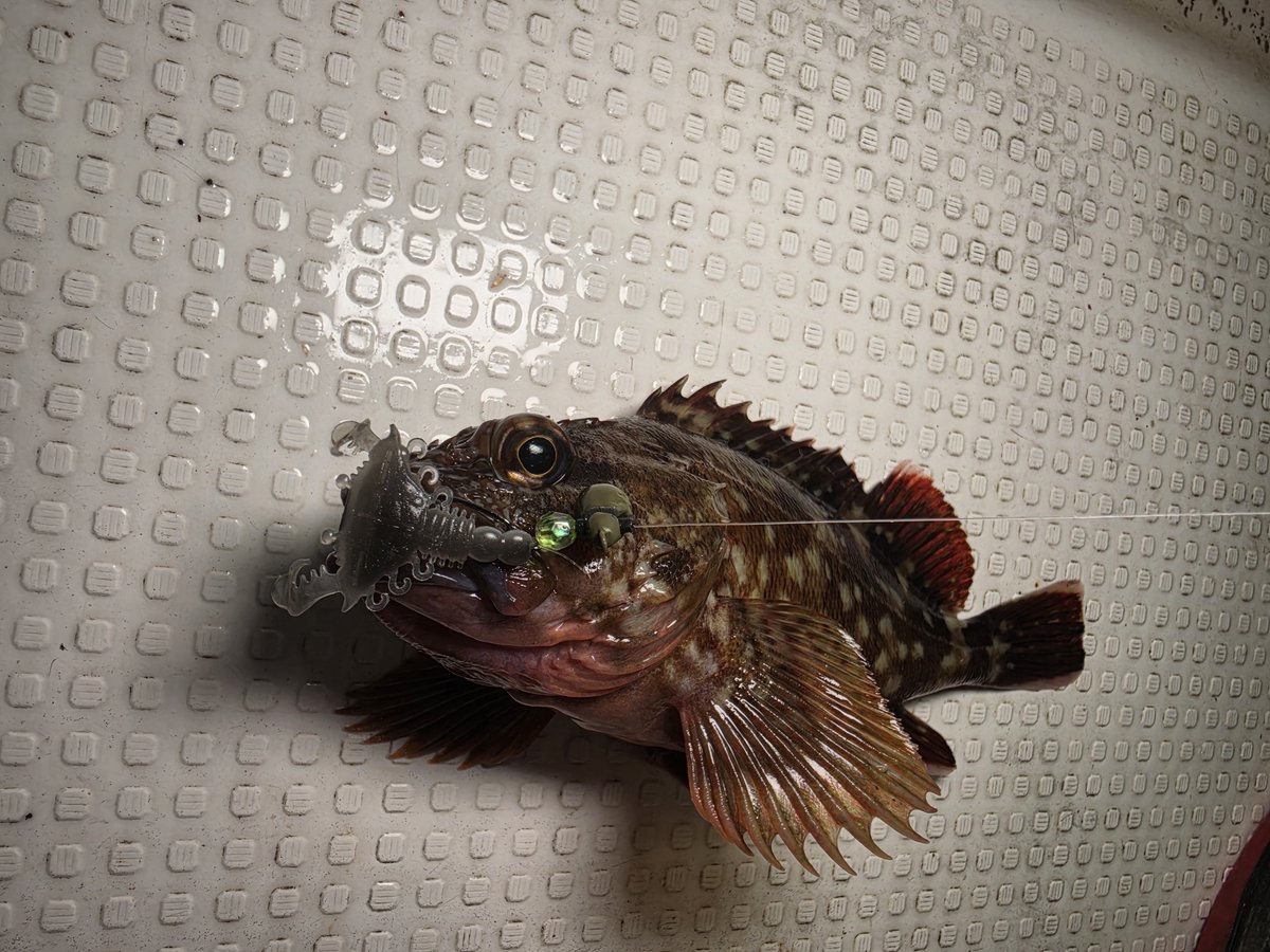 ozaki_garyu's tweet photo. 令和8年9月25日 相馬オフショア
ガザミンでカサゴ6匹
食べたばかりの生きたエビも吐き出すw
#PR #TALI #ガザミン #FIDELITY #PLIABLE68
#ルーディーズ #ロックゲームシンカー 5g、7g #相馬オフショア #カサゴ https://t.co/ntFb1BQBv8