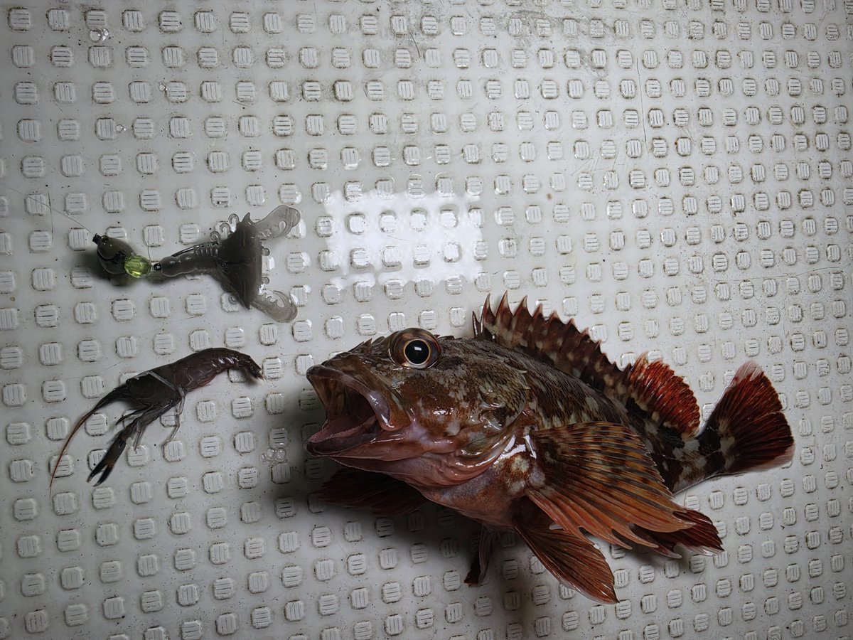 ozaki_garyu's tweet photo. 令和8年9月25日 相馬オフショア
ガザミンでカサゴ6匹
食べたばかりの生きたエビも吐き出すw
#PR #TALI #ガザミン #FIDELITY #PLIABLE68
#ルーディーズ #ロックゲームシンカー 5g、7g #相馬オフショア #カサゴ https://t.co/ntFb1BQBv8