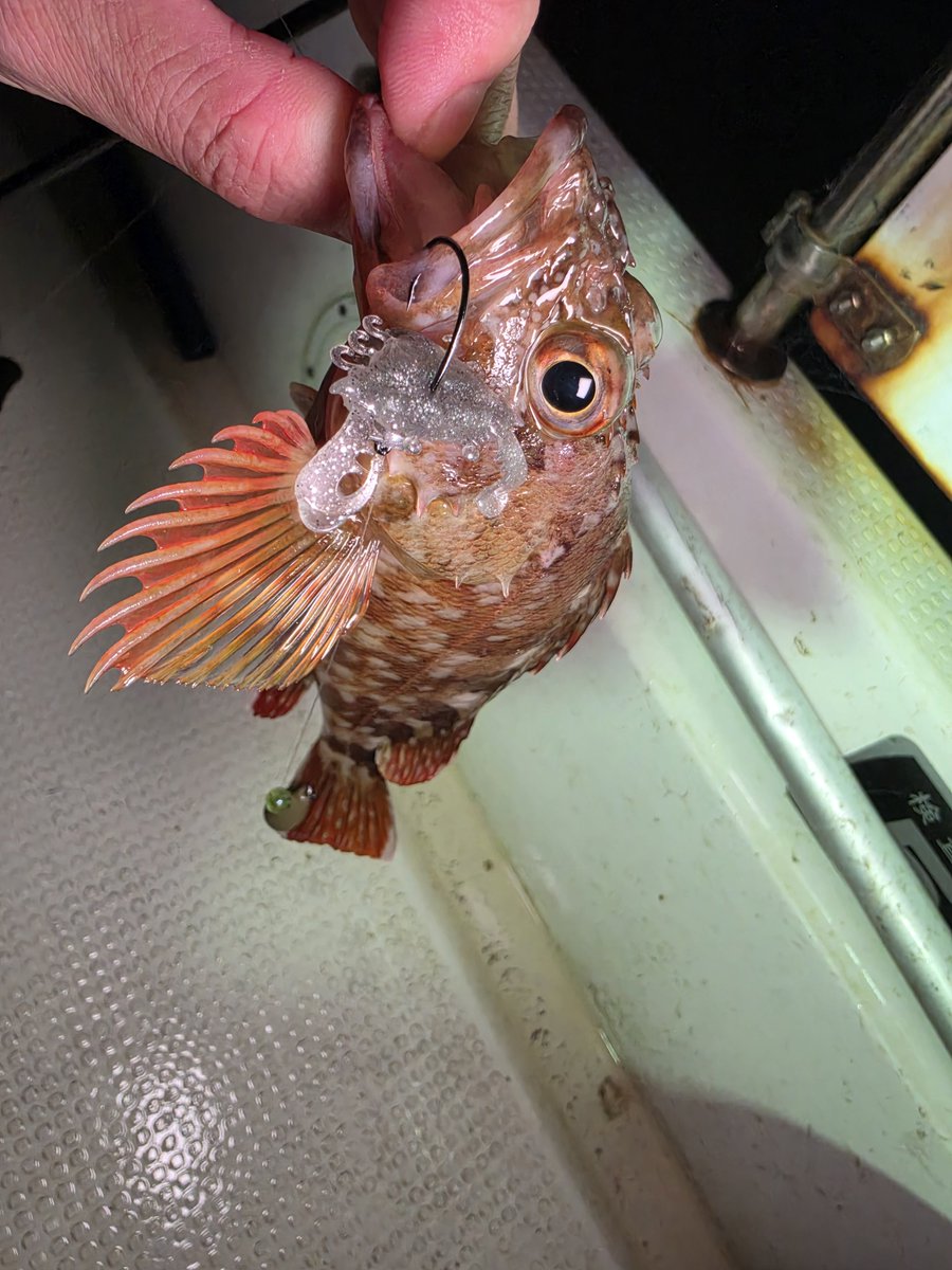 ozaki_garyu's tweet photo. 令和8年9月25日 相馬オフショア
ガザミンでカサゴ6匹
食べたばかりの生きたエビも吐き出すw
#PR #TALI #ガザミン #FIDELITY #PLIABLE68
#ルーディーズ #ロックゲームシンカー 5g、7g #相馬オフショア #カサゴ https://t.co/ntFb1BQBv8