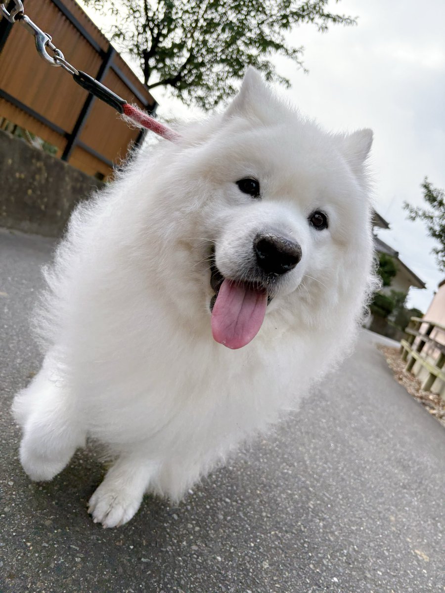 samoyedsunny's tweet photo. おはようございもふもふ💭 https://t.co/fquvRMygsd