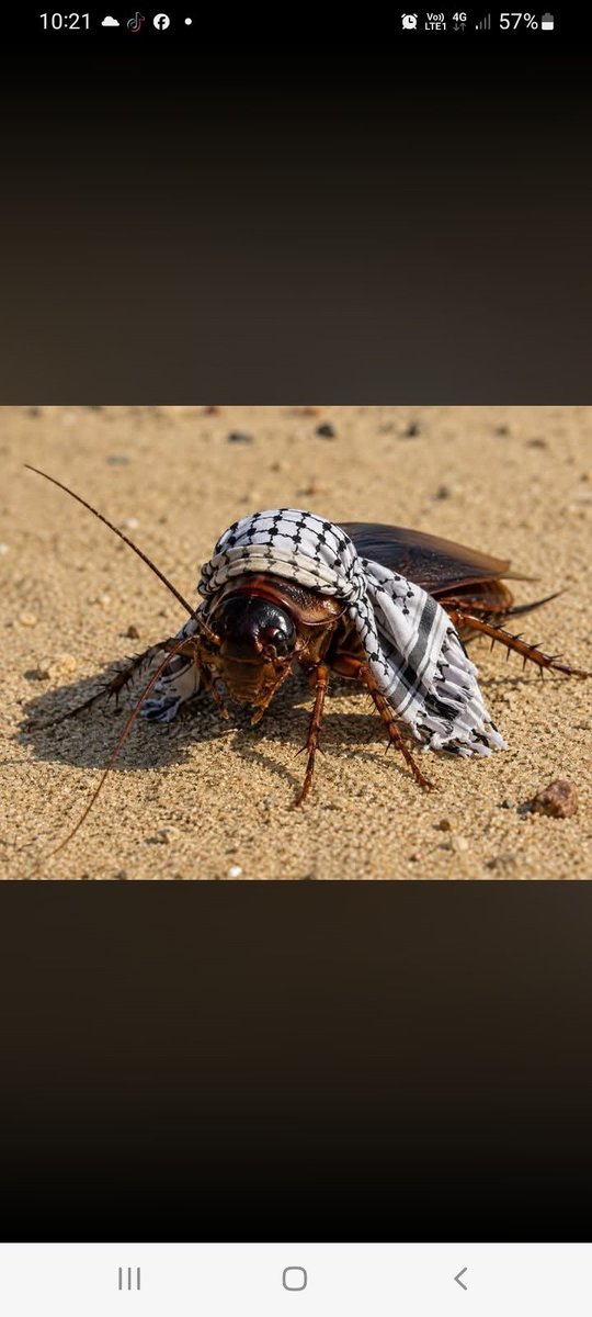 ROMARIO_MAD's tweet photo. طنجة محتاجة لحملة تطهير...
 مكاين شي كوفي أو شيعي أو هركاوي أو كرغولي جاي يحمق لينا كرنا في هذا المدينة... https://t.co/qiduqSTQM7