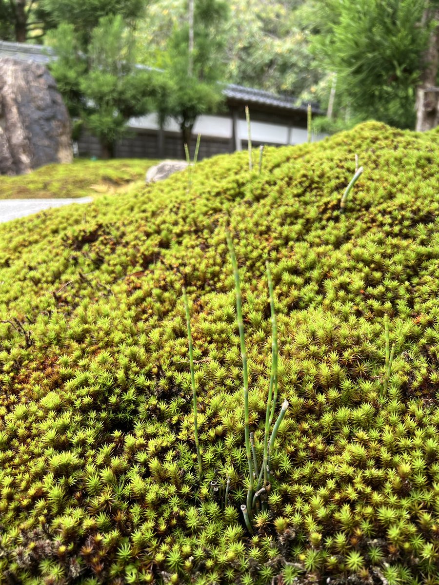 tomoe_ZERO's tweet photo. つぶつぶ…半分
居なくなってしまう
静けさにふれる https://t.co/feLyulzEIt