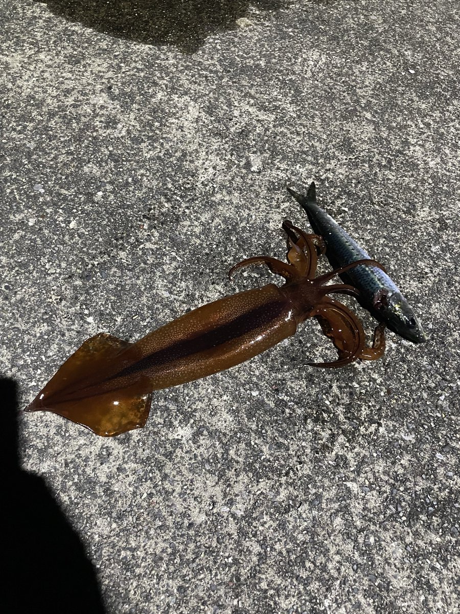 L1cxk's tweet photo. あとは捕食中のイカがいた https://t.co/yBStjj5phm